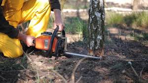 Best Tree and Shrub Care  in Home Garden, CA