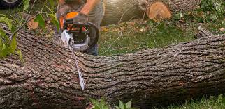 Best Tree Removal  in Home Garden, CA