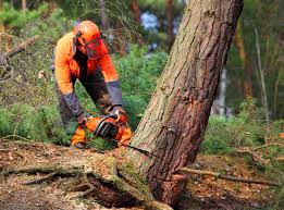 Best Tree Cabling and Bracing  in Home Garden, CA