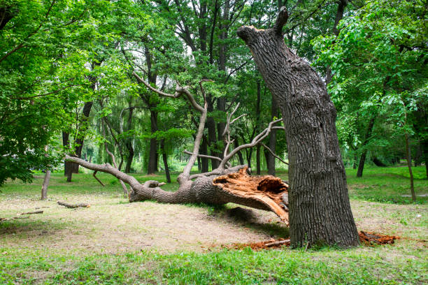 Best Emergency Tree Removal  in Home Garden, CA