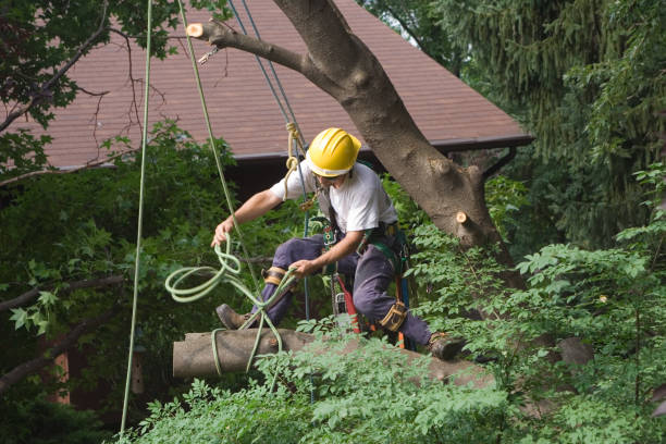 Best Leaf Removal  in Home Garden, CA