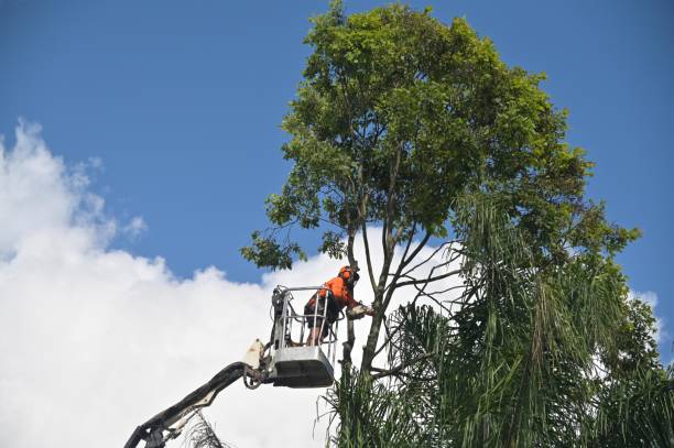 Best Lawn Irrigation Installation and Maintenance  in Home Garden, CA
